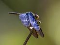 Zenithoptera fasciata (Amazon Sapphirewing).jpg